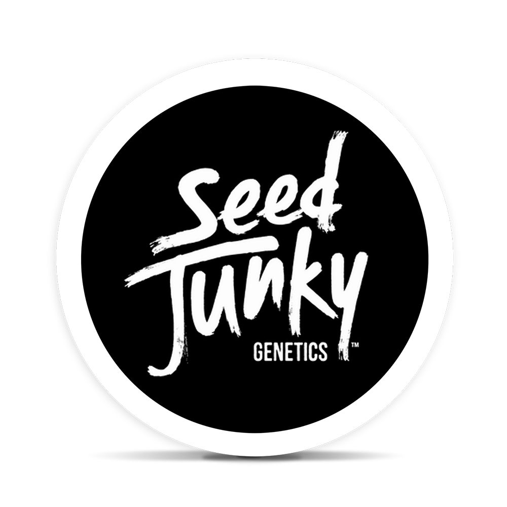 extract produced by Seed Junky Genetics Mango Fruz